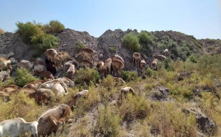 بلخ کې تاجکستان ته د څارویو قاچاق په تور دوه کسان نیول شوي