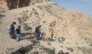 باشنده‌گان بادغیس خواهان جلوگیری از کندن‌کاری و کاوشگری غیرقانونی در ساحات تاریخی شدند