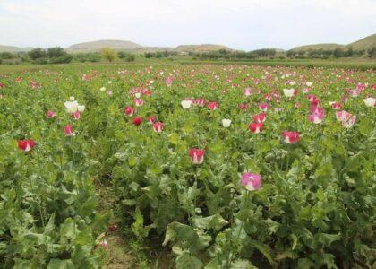 Poppy destroyed on dozens of acres of Kunduz land