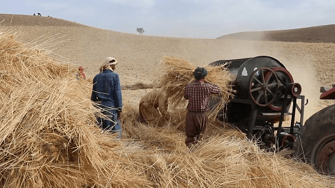 دهاقین در بادغیس از کاهش حاصلات گندم شان نگران اند و خواستار حمایت شدند