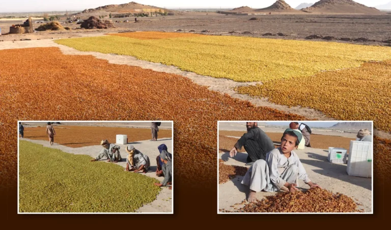 برخی باغداران انگور در قندهار از حکومت خواهان بازار جهانی برای آبجوشی (کشمش) خود اند