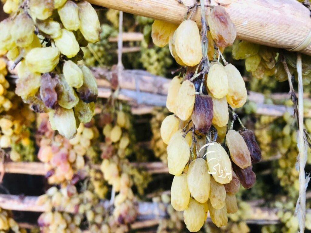 Herat gardeners convert most of grape produce into raisins