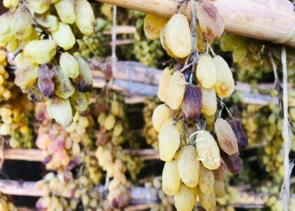 Herat gardeners convert most of grape produce into raisins
