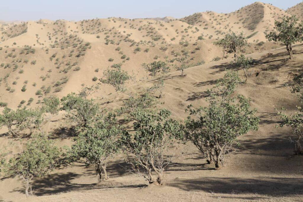 Badghis residents hail halt to Pistachio deforestation