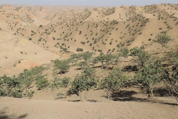 Over 20,000 hectares of pistachio forests revived in Badghis