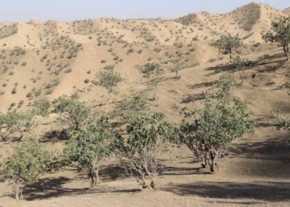 باشنده‌گان بادغیس از جلوگیری قطع جنگلات پسته در این ولایت استقبال می‌کنند