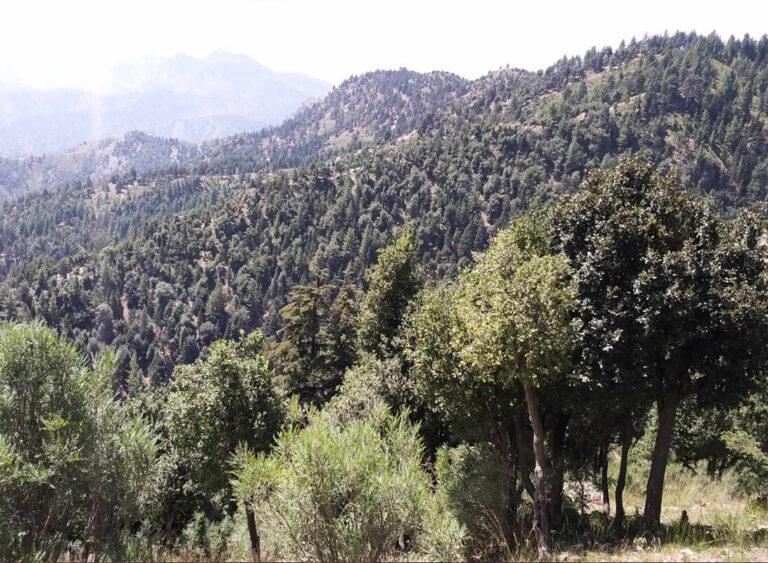 خوست کې د ځنګله وهلو په تور ۸۰ کسان نيول شوي