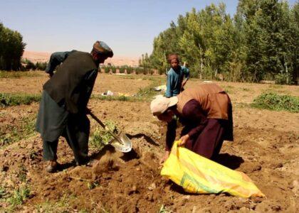 برخی دهاقین غور خواستار ایجاد سردخانه‌ها اند