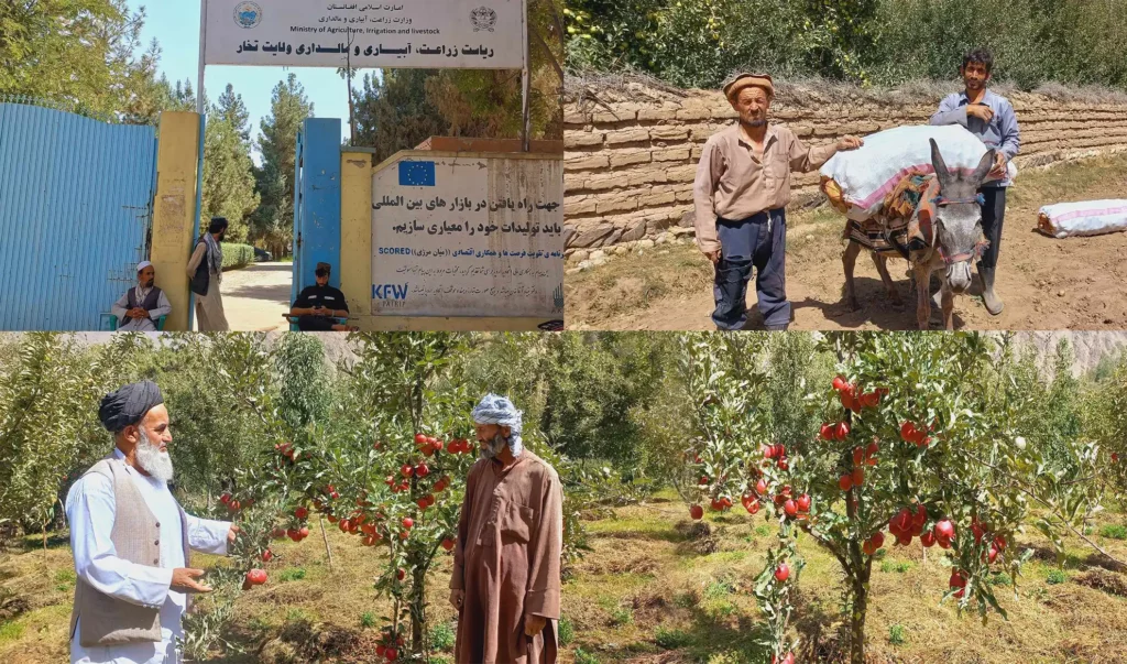 Takhar farmers complain lack of cold stores