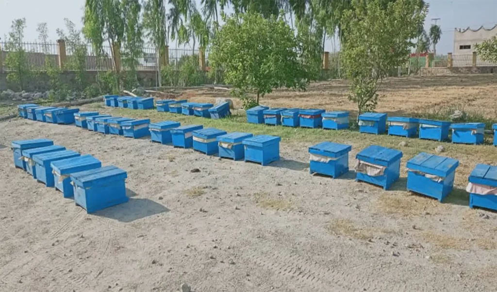 50 new bees’ farms developed in Laghman