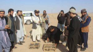 25  different hunted birds released back into wild in Balkh