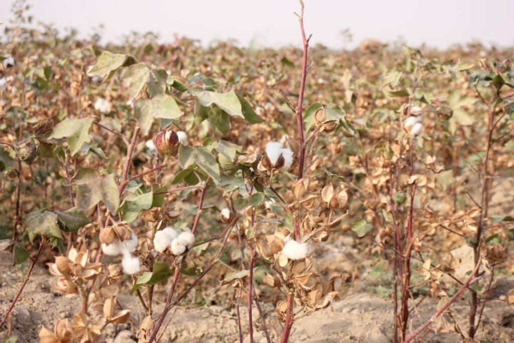 ‘Jawzjan cotton yield increases by over 40pc this year’