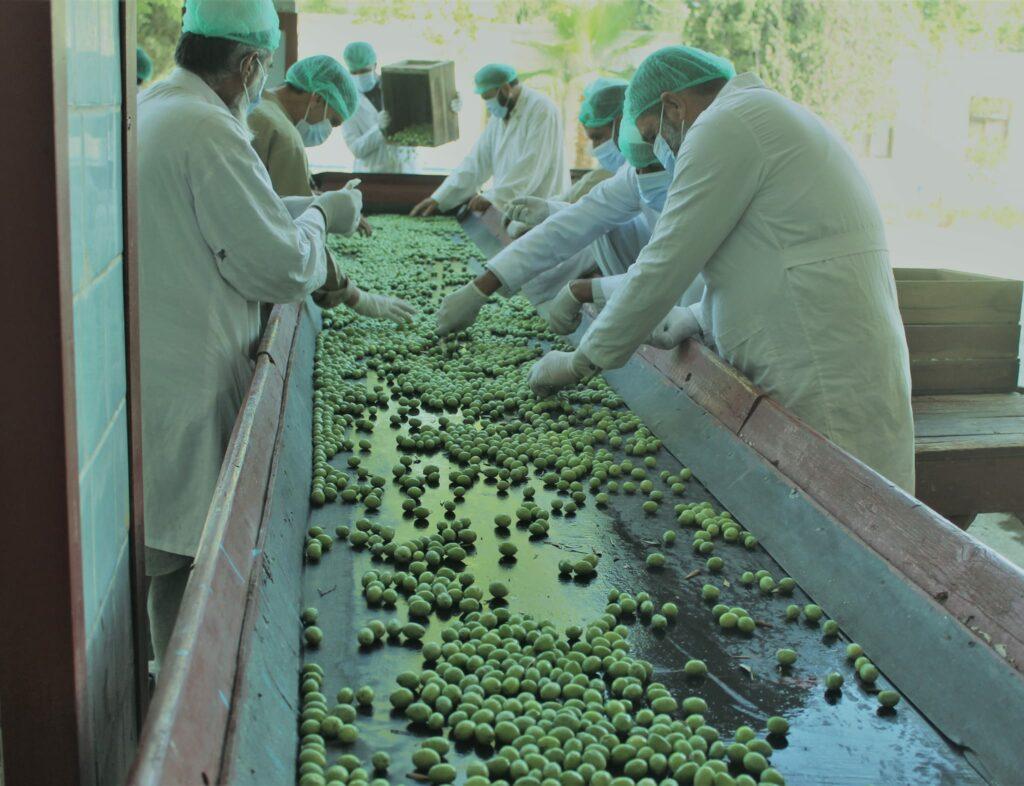 Nangarhar to produce 300 tonnes of olive oil, pickle