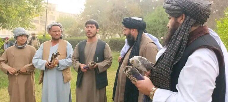 7 rare hawks freed back into the wild, 5 hunters held