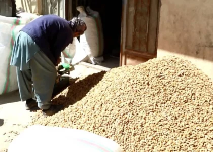 Daikundi almonds quality, rate decline this year: Businessmen