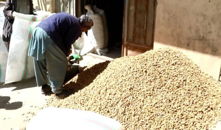 Daikundi almonds quality, rate decline this year: Businessmen
