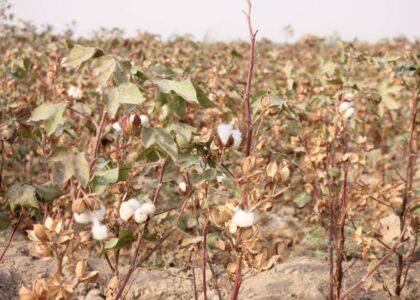 ‘Jawzjan cotton yield increases by over 40pc this year’