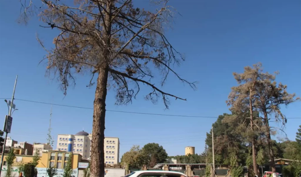 برخی باشنده‌گان هرات از خشکیدن درختان پارک‌ها و کنار جاده نگران اند
