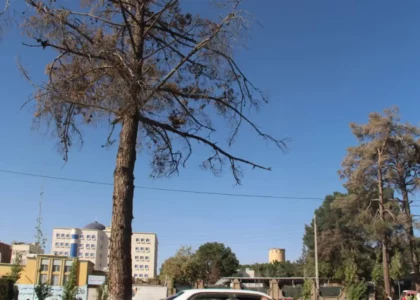 Herat residents concerned about drying up trees in parks