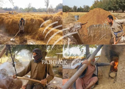 Takhar farmers blame reduced rice yield on lack of facilities