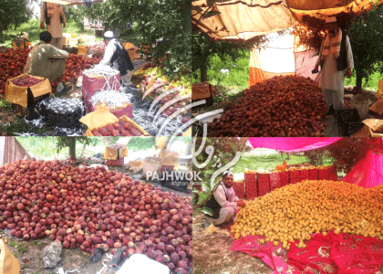 250 tonnes of apple exported to India from Ghazni