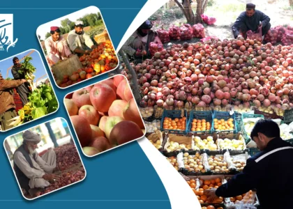 Over 30,000 tonnes of fruits, vegetables exported in six-month: MoCI