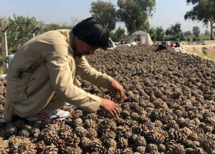 Pine nut harvest drastically down in Nangarhar this year