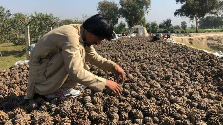 ننګرهار کې سږ کال د جلغوزيو حاصلات په بې‌ساري ډول کم شوي