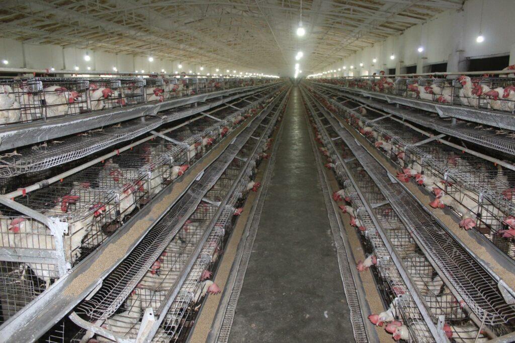 افزایش تولیدات مرغ در ننگرهار؛ از واردات مرغ از پاکستان جلوگیری شده‌است
