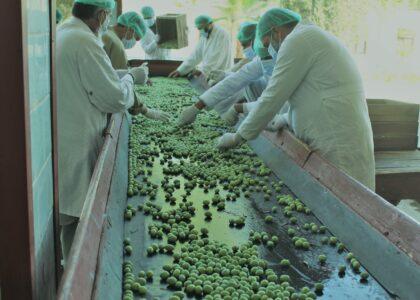 Nangarhar to produce 300 tonnes of olive oil, pickle