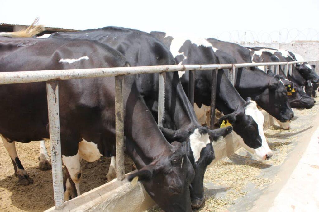 Livestock farms owners complain low quality veterinary drugs