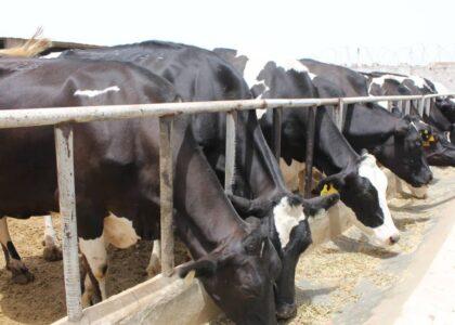 Livestock farms owners complain low quality veterinary drugs