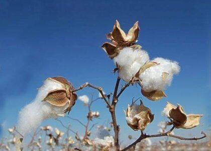 Cotton yield jumps in Nangarhar this year, but prices fall