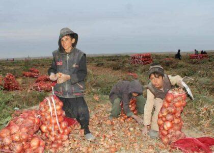 دهاقین سرپل از کاهش کم‌پیشینۀ بهای پیاز در این ولایت نگران اند