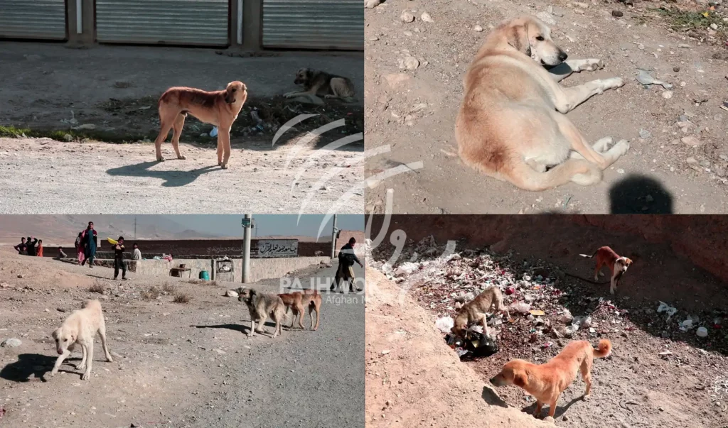 باشنده‌گان منطقۀ کوچی‌آباد بت‌خاک کابل از افزایش سگ‌های ولگرد شکایت دارند