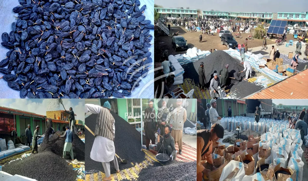 Faryab gardeners concerned at low raisins yield, price