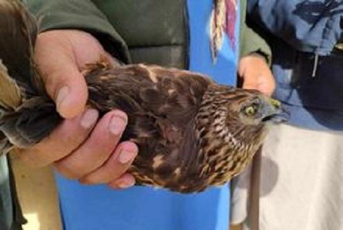 Dozens of valuable birds released back into the wild