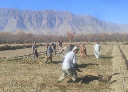 ریاست زراعت بدخشان: برای گسترش فضای سبز قوریۀ درختان مثمر و غیرمثمر را در بهارک احداث می‌کنیم