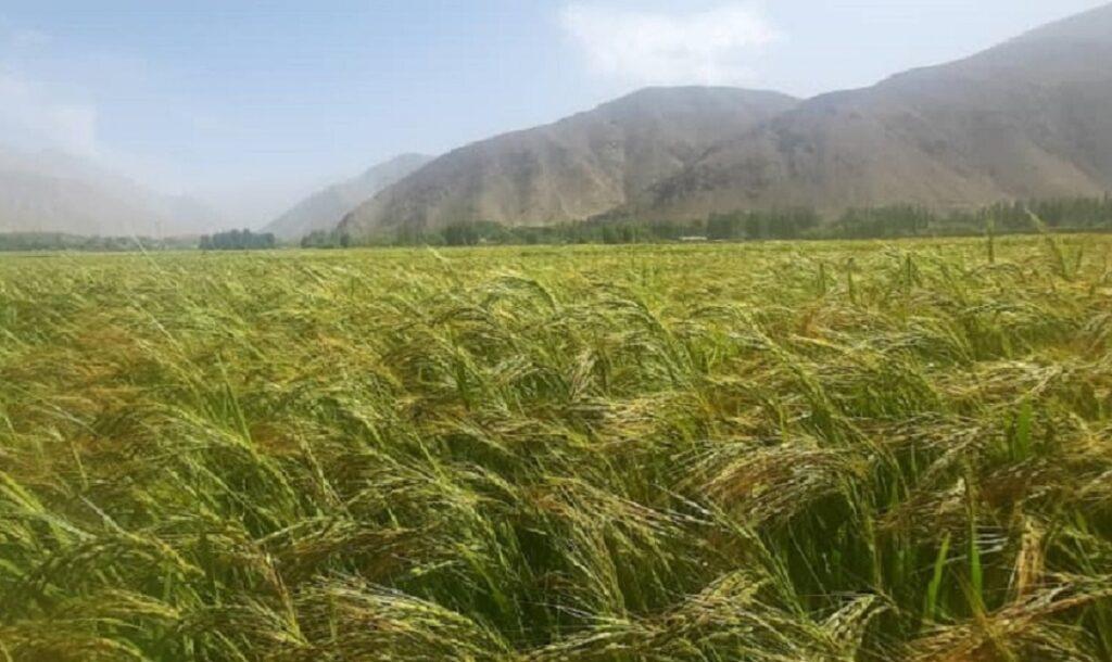 امسال نزدیک به ۱۰۵ هزار متریک تُن برنج در بغلان تولید شده‌است