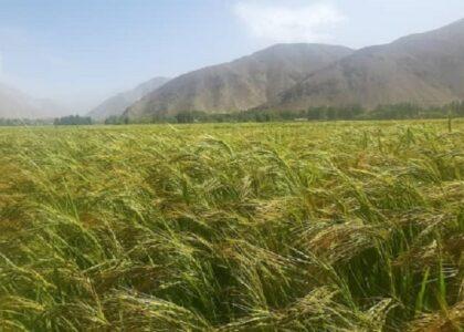 امسال نزدیک به ۱۰۵ هزار متریک تُن برنج در بغلان تولید شده‌است