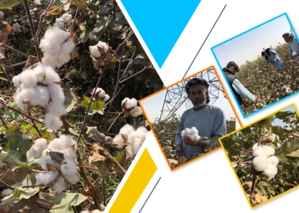 Cotton yield doubles, but prices fall, say Balkh farmers