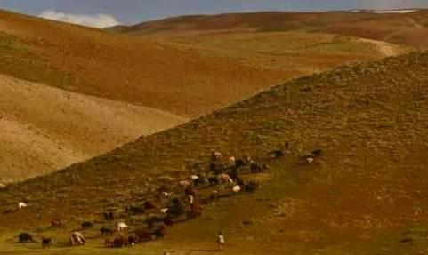 Govt urged to stop eradication of pastures in Bamyan