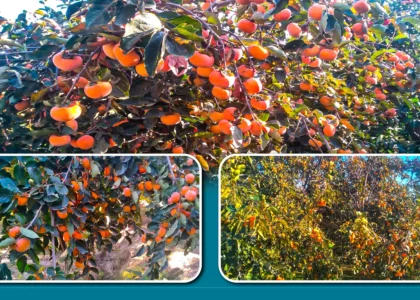 امسال حاصلات املوک در لغمان ۲۰ درصد افزایش یافته‌است