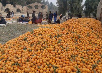 Canal Project orchards to produce 3,000 tonnes of oranges