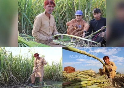 Sugarcane yield reaches 1,400 tonnes in Khost this season