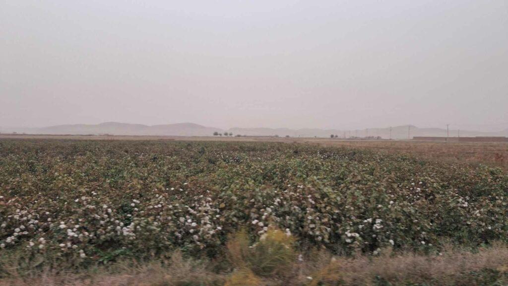 Sar-i-Pul farmers decry cotton price decline