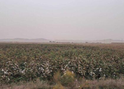 Sar-i-Pul farmers decry cotton price decline