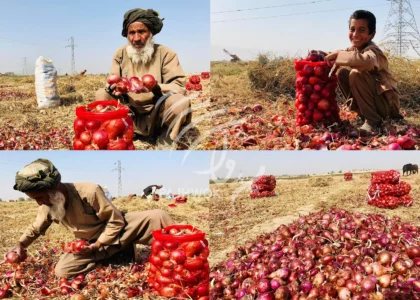 Dramatic drop in onion prices worries Balkh farmers