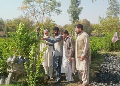 Peace Foundation plans plantation of fruits orchards in Nangarhar