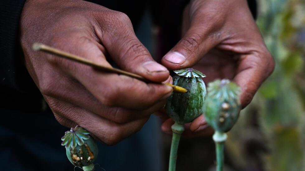سازمان ملل: میانمار در بخش تولید تریاک از افغانستان پیشی گرفته‌است
